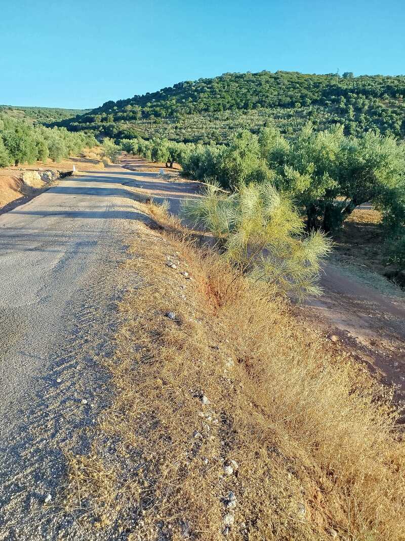 El PP critica “el abandono absoluto” de Diputación de la carretera comarcal entre Canena y Arquillos